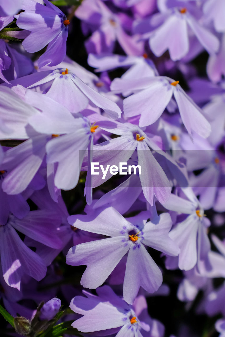 Close-up of purple flowering plants