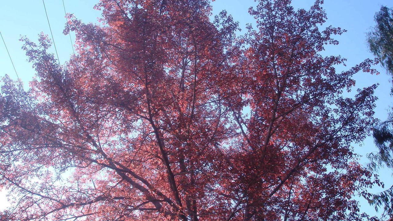 LOW ANGLE VIEW OF TREES AGAINST SKY