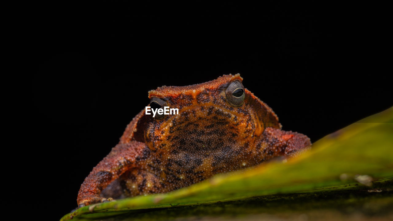 CLOSE-UP OF A FROG AGAINST BLURRED BACKGROUND