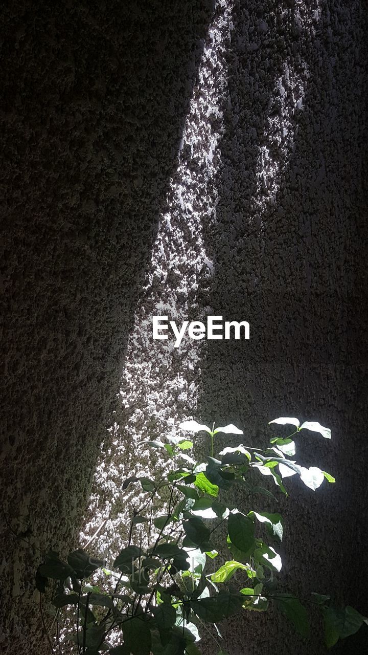 HIGH ANGLE VIEW OF PLANT IN WATER