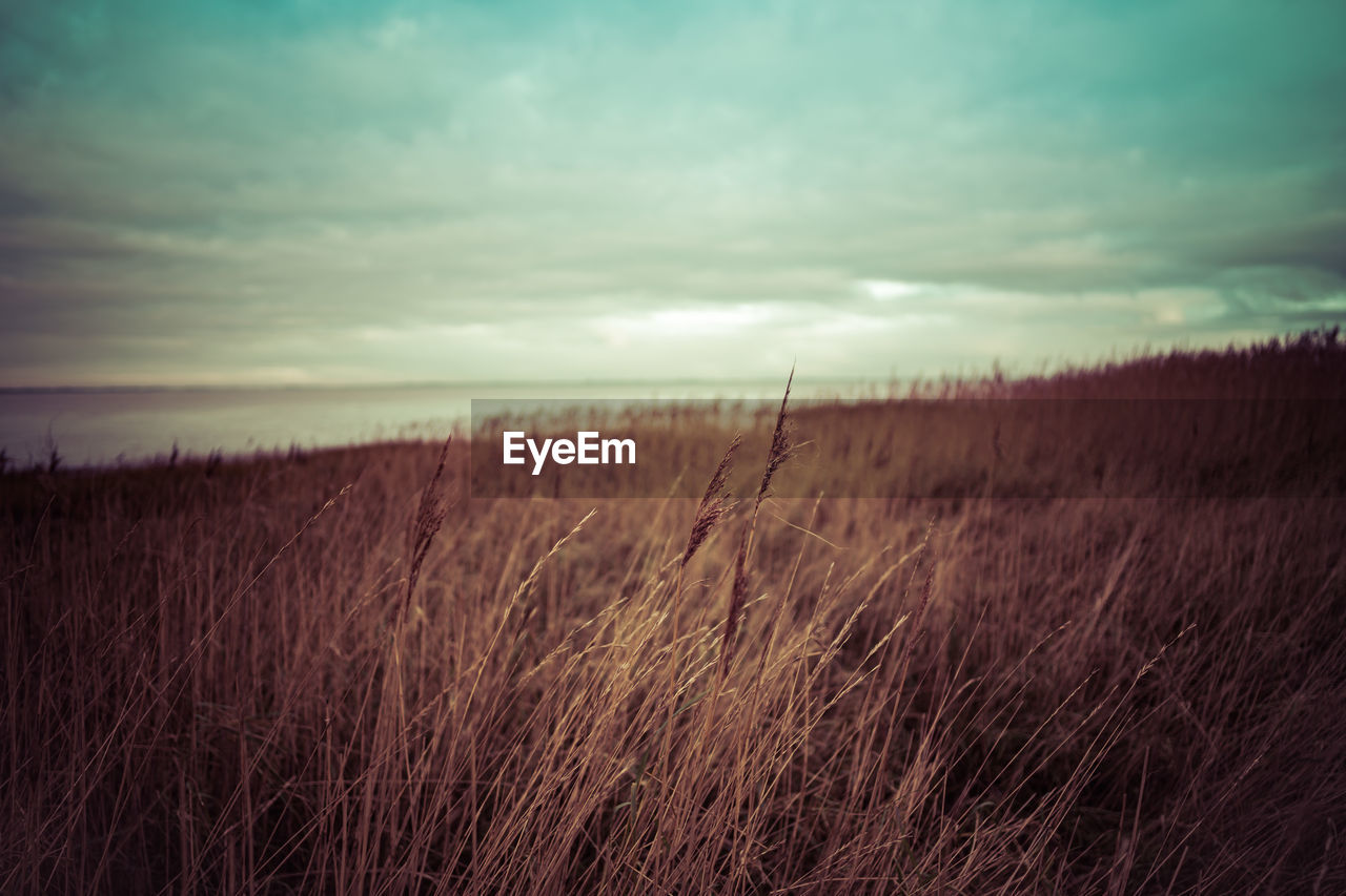 Scenic view of field against sky during sunset