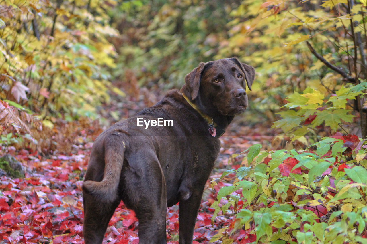 I love the beautiful autumn hikes ... with my friends EyeEmNewHere Animal Themes Autumn Black Labrador Day Dog Domestic Animals Full Length Labrador Retriever Leaf Mammal Nature No People One Animal Outdoors Pets Plant Tree