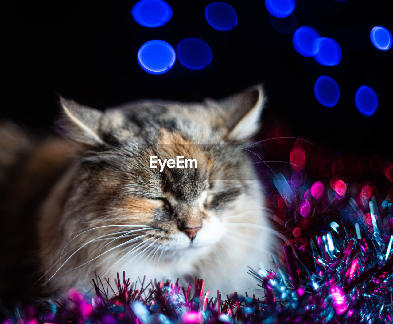 Tabby cat on the christmas background 