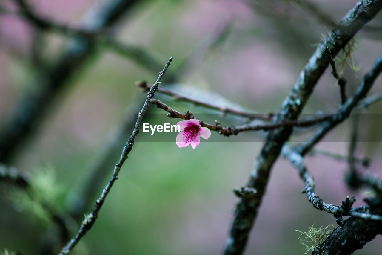 CLOSE-UP OF PINK CHERRY BLOSSOM ON BRANCH