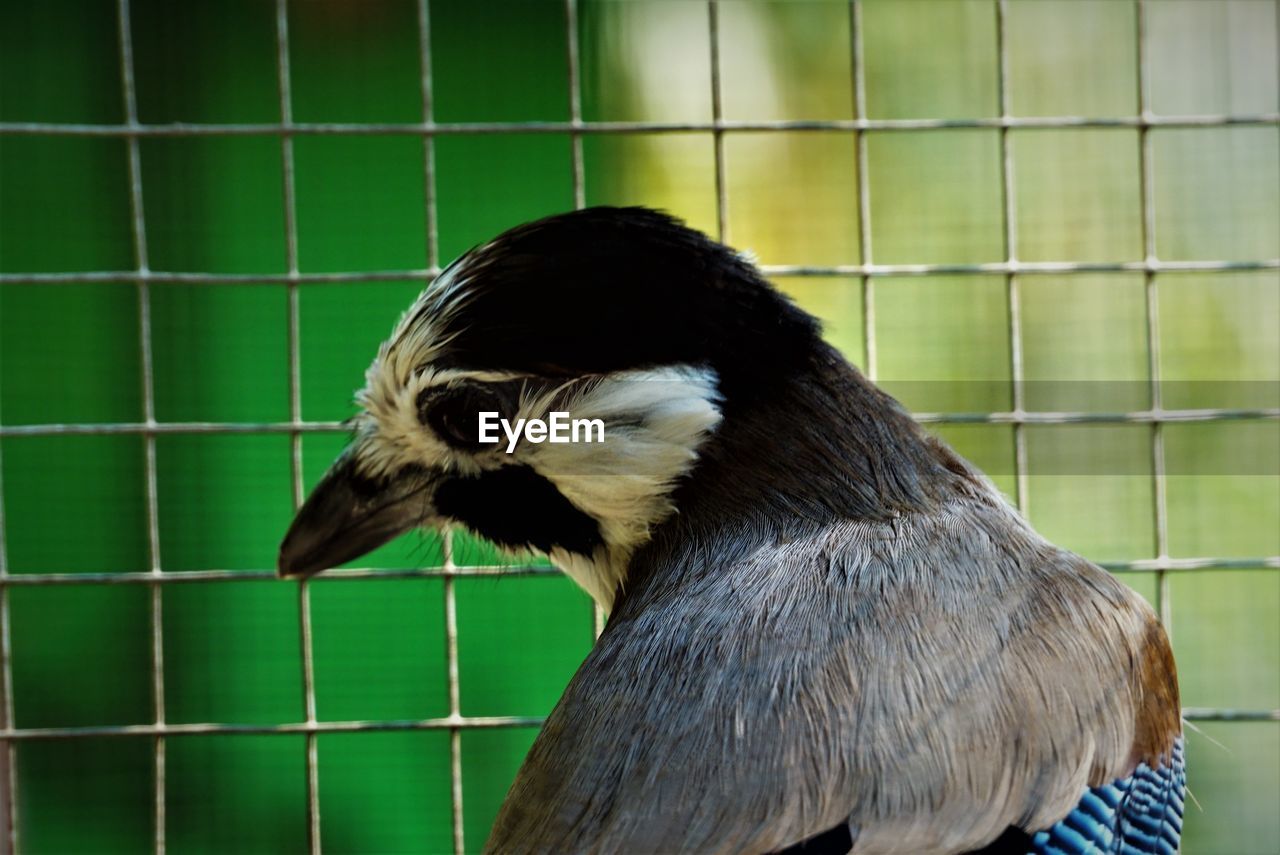 Close-up of bird in cage