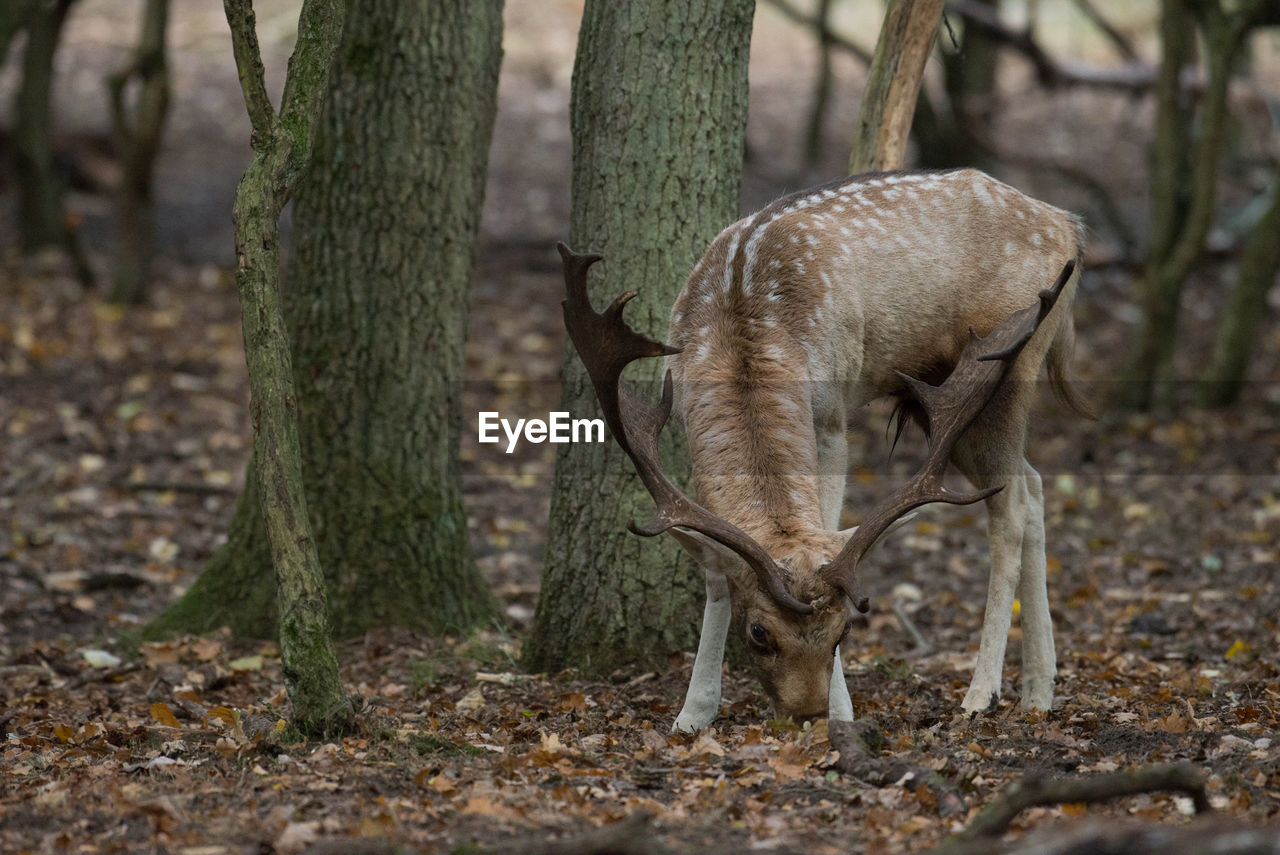 Fallow deer standing by tree at forest