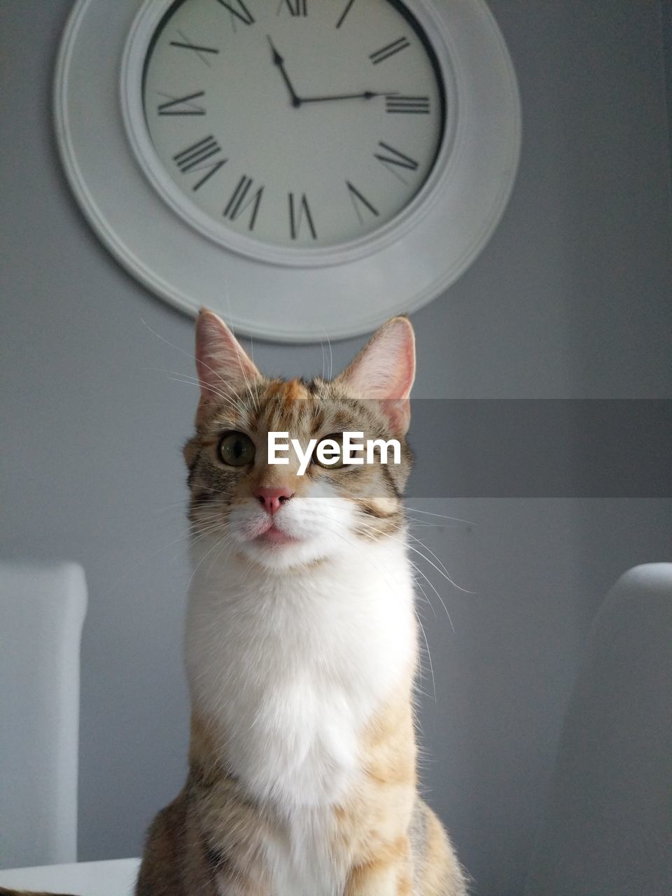 Close-up of cat against clock at home