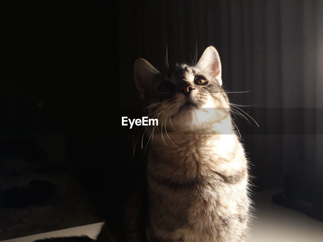 CLOSE-UP OF A CAT LOOKING AWAY