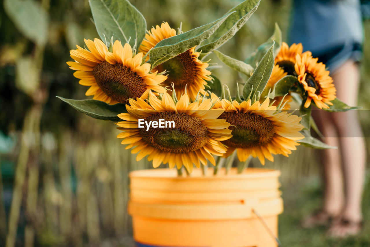 CLOSE-UP OF YELLOW FLOWER POT