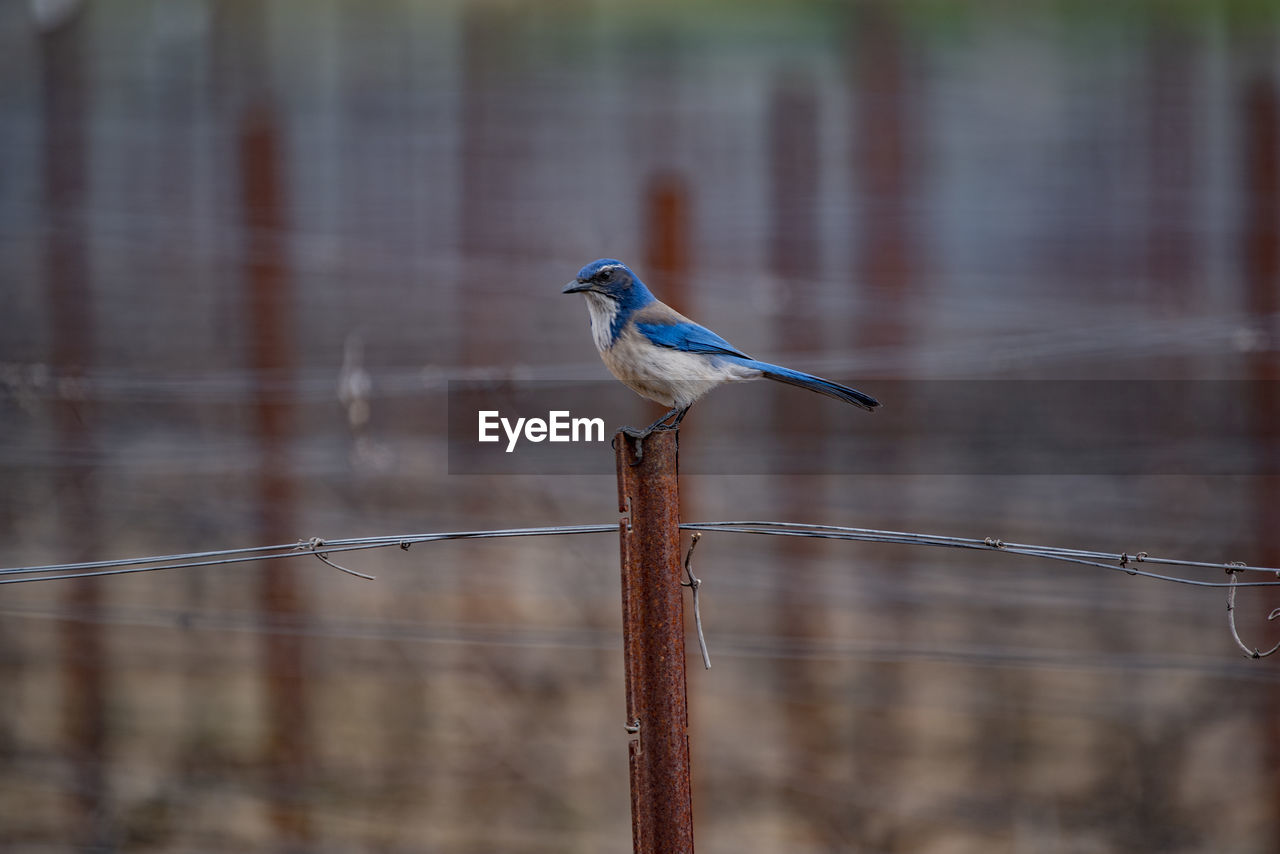 Blue and brown scrub jay bird perched on a rusted fence post in a vineyard.