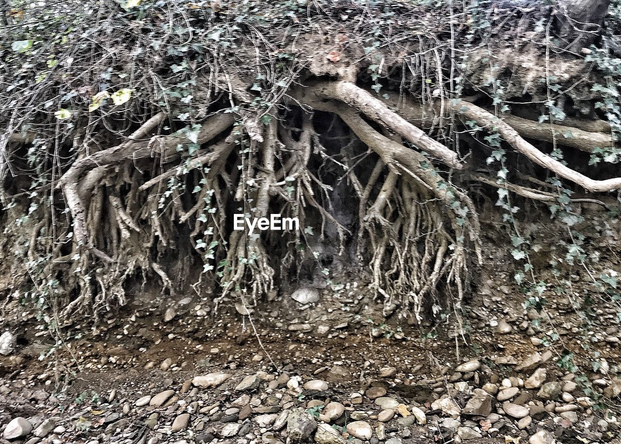 CLOSE-UP OF ROOTS ON TREE