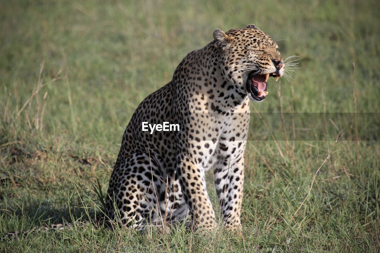 animal, animal themes, cheetah, feline, big cat, cat, animal wildlife, mammal, wildlife, leopard, one animal, spotted, grass, felidae, carnivora, no people, animals hunting, safari, mouth open, undomesticated cat, nature, plant, tourism, small to medium-sized cats, outdoors, savanna, grassland, animal body part, portrait, snarling, plain