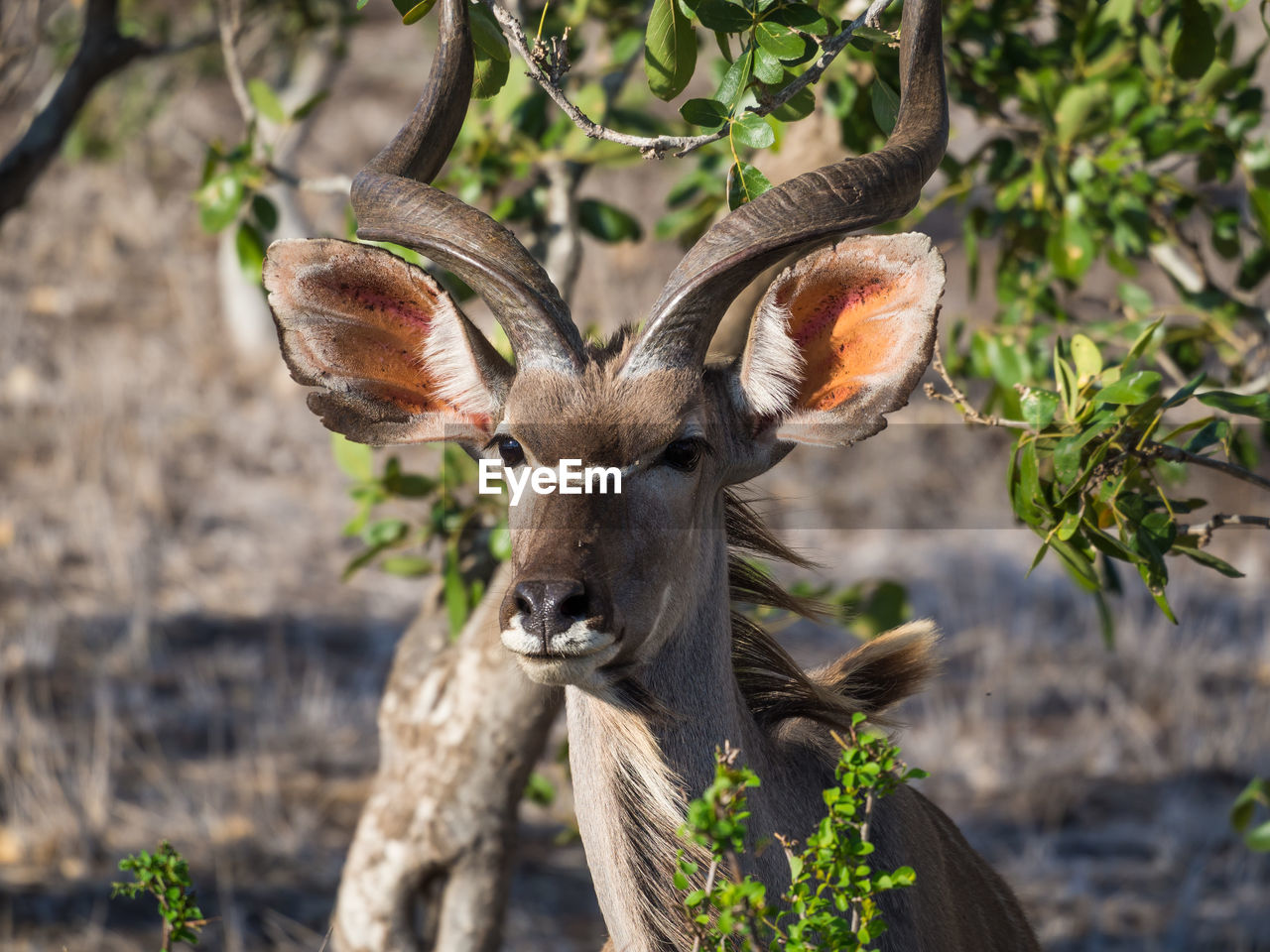 Close-up portrait of deer standing against plants