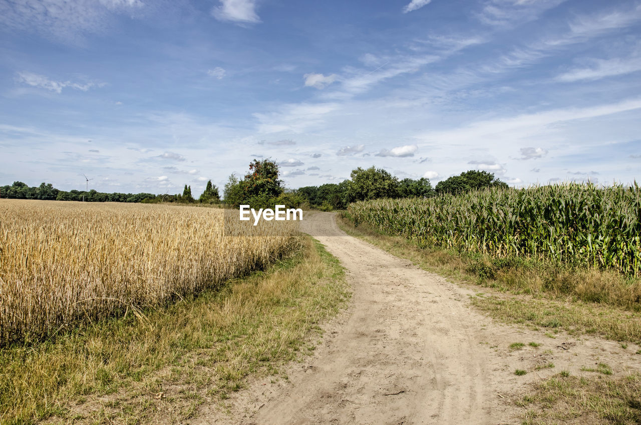 Meandering dirt road between a field of corn and a field of wheat near münster, germany