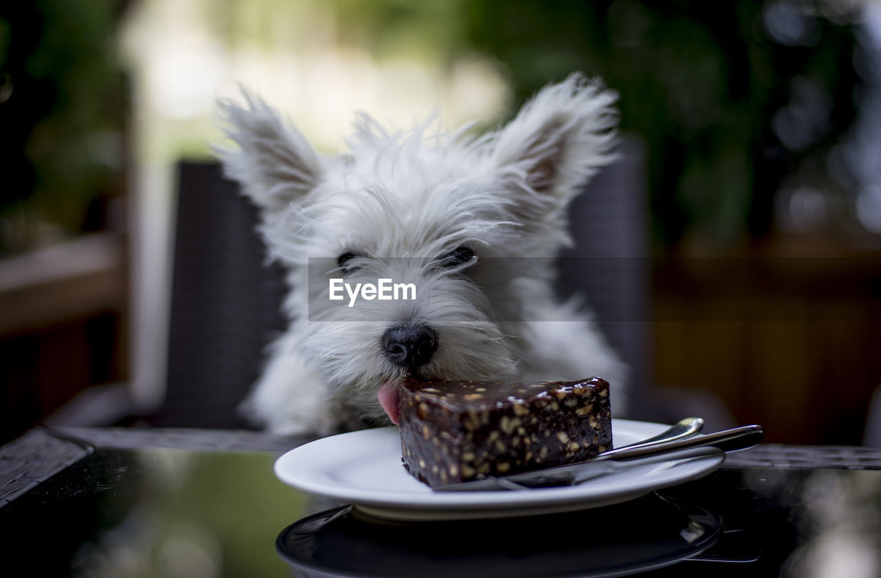 Close-up of west highland white terrier licking cake at restaurant