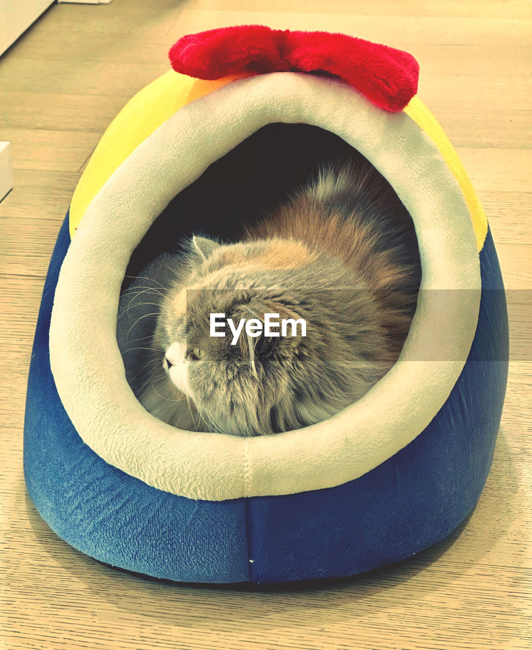 animal, animal themes, mammal, pet, domestic animals, one animal, dog bed, cat, domestic cat, indoors, feline, no people, young animal