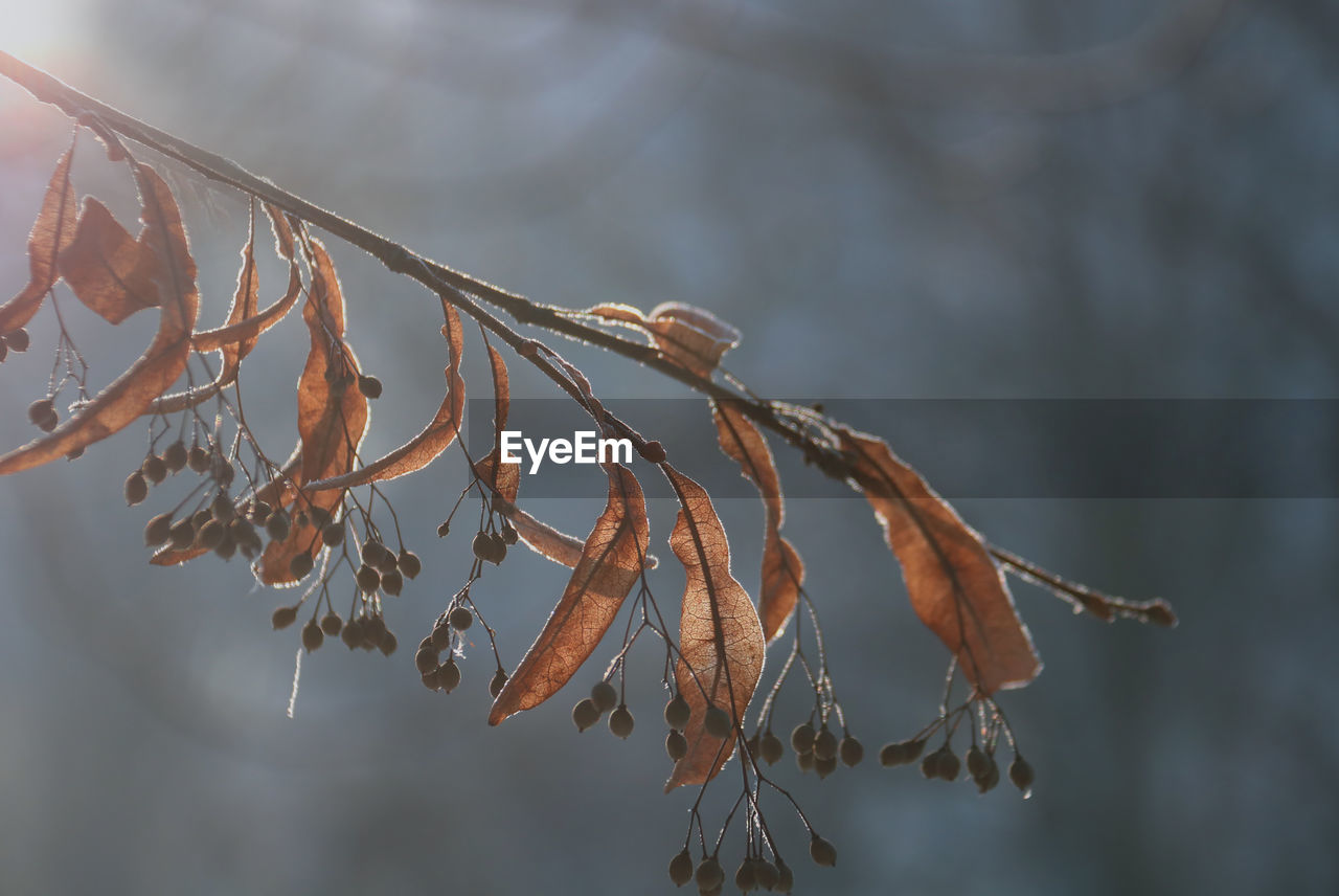 Close-up of leaves against sky