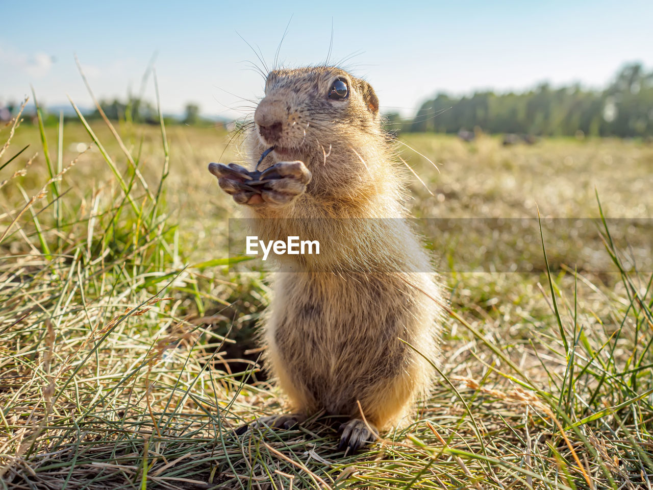 animal, animal themes, animal wildlife, mammal, wildlife, one animal, prairie dog, nature, grass, squirrel, no people, plant, rodent, sky, prairie, outdoors, day, eating, focus on foreground, portrait, animal body part, cute, close-up, land, looking, whiskers