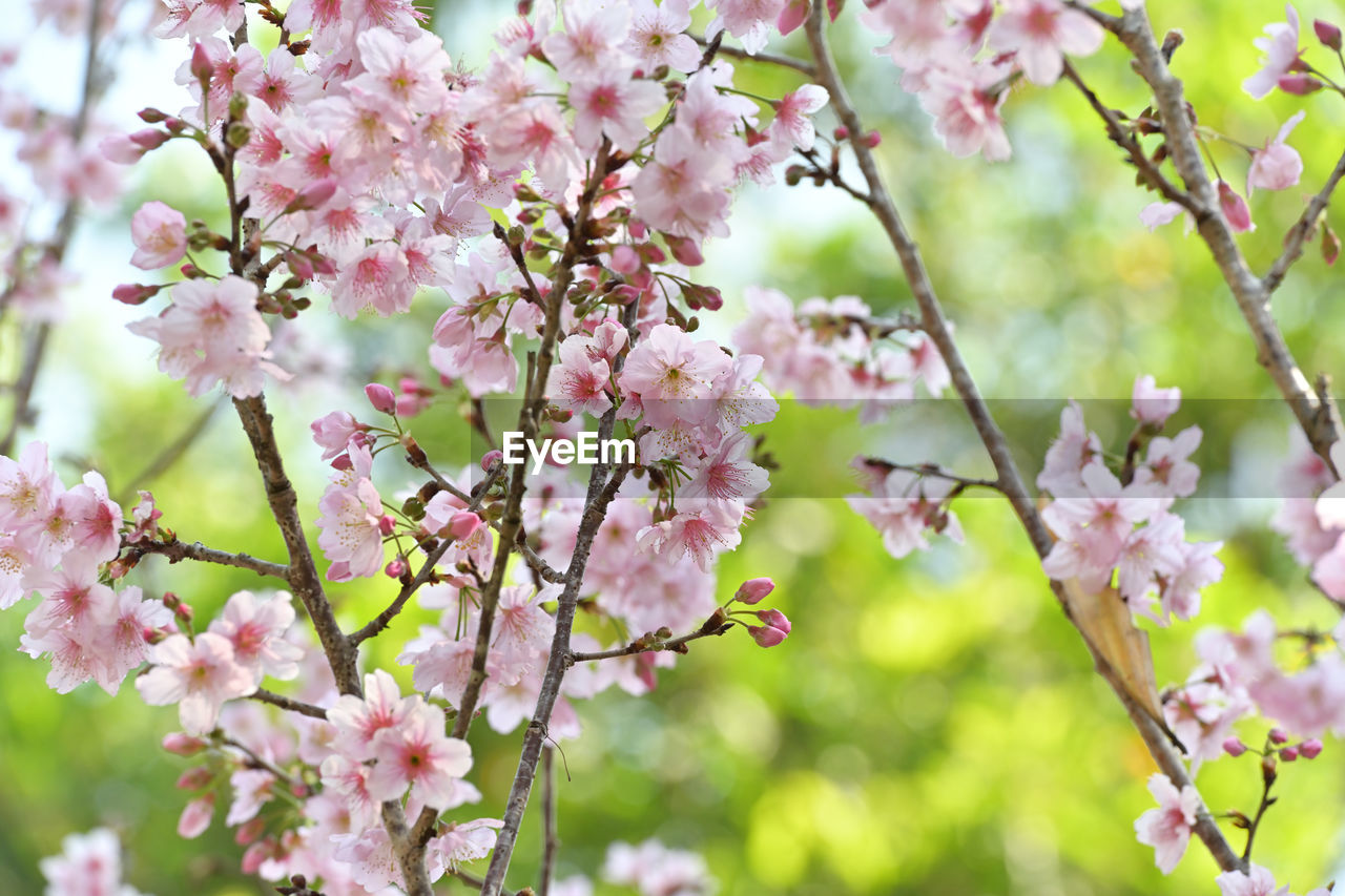 plant, flower, flowering plant, beauty in nature, fragility, tree, freshness, blossom, pink, springtime, growth, nature, branch, cherry blossom, produce, close-up, no people, flower head, inflorescence, day, petal, spring, focus on foreground, outdoors, botany, cherry tree, food, fruit tree, cherry, twig, tranquility, selective focus