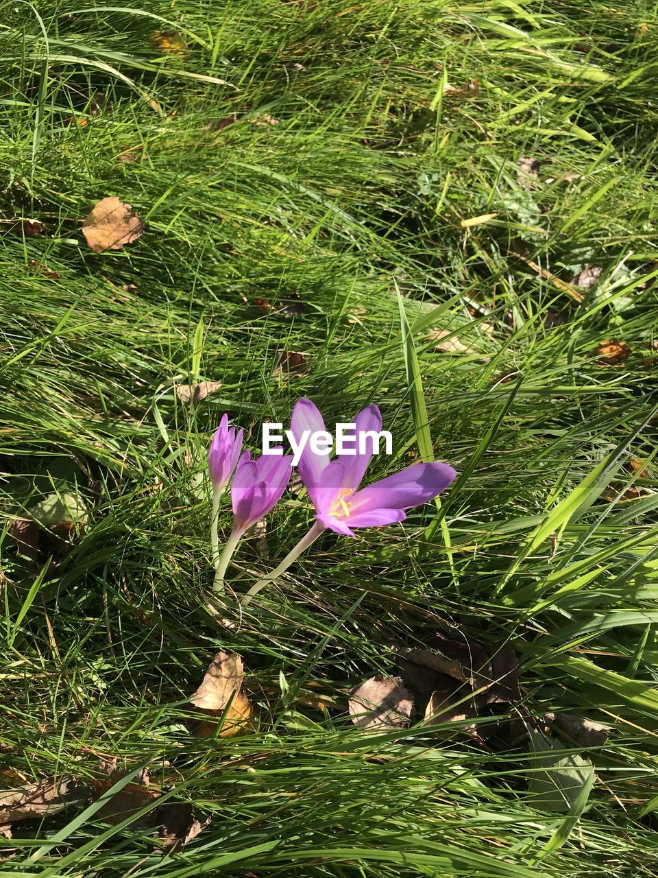 plant, growth, flower, flowering plant, beauty in nature, grass, nature, green, freshness, fragility, meadow, petal, purple, land, day, field, no people, high angle view, iris, wildflower, close-up, inflorescence, flower head, prairie, outdoors, lawn, sunlight, crocus, pink