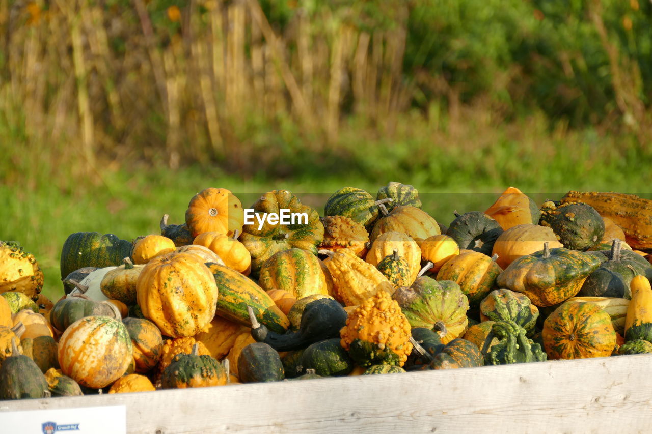 CLOSE-UP OF PUMPKINS FOR SALE IN FIELD