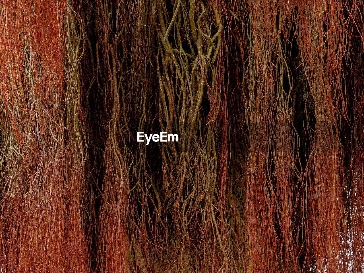 Roots of banyan tree