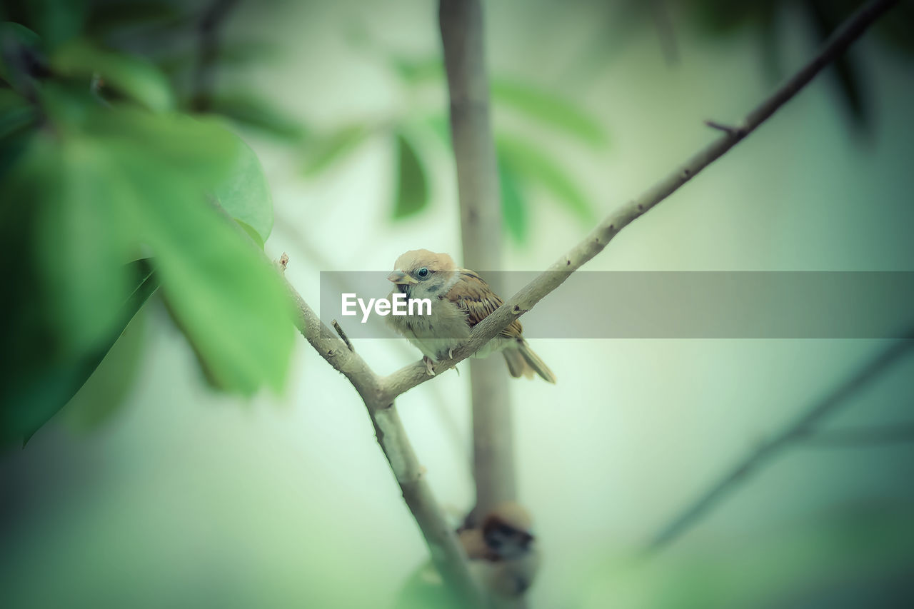 CLOSE-UP OF SPARROW PERCHING OUTDOORS