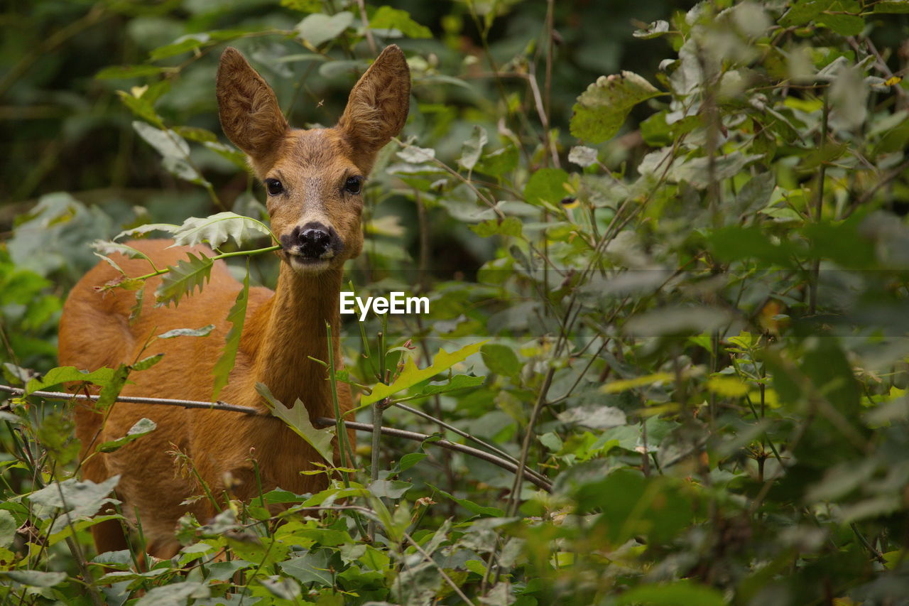 Close-up portrait of deer amidst plants in forest