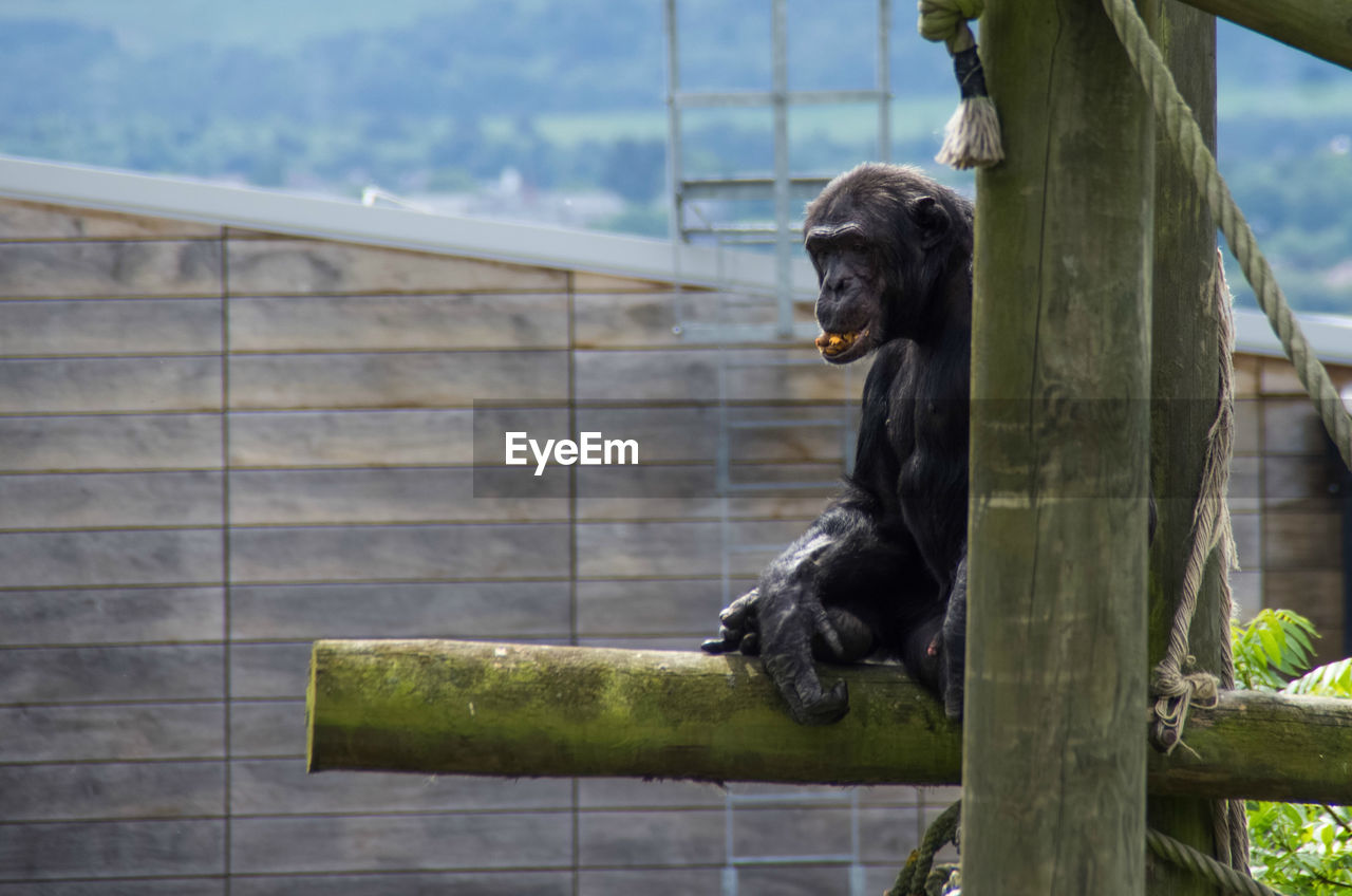 Close-up of black dog sitting on wood