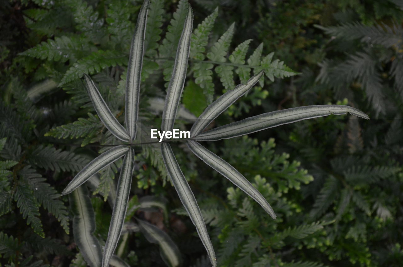 HIGH ANGLE VIEW OF PLANTS ON LAND