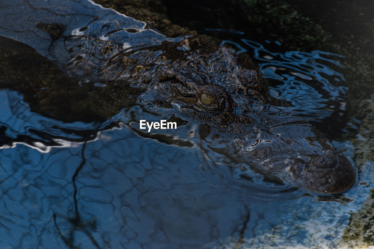 High angle view of crocodile swimming in wild lake