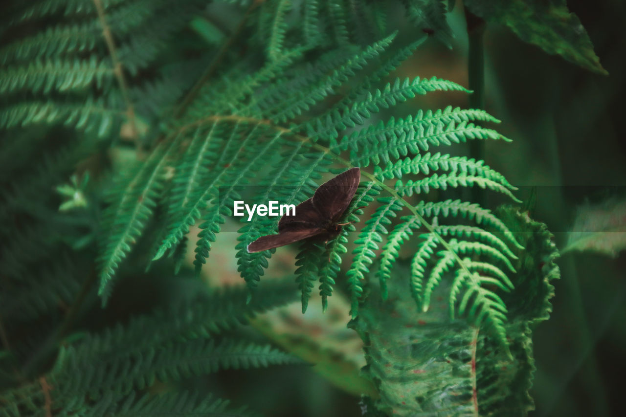 Close-up of butterfly on fern