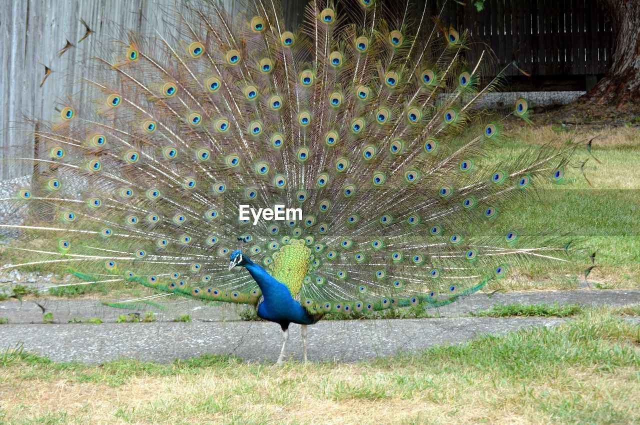 Close-up of peacock