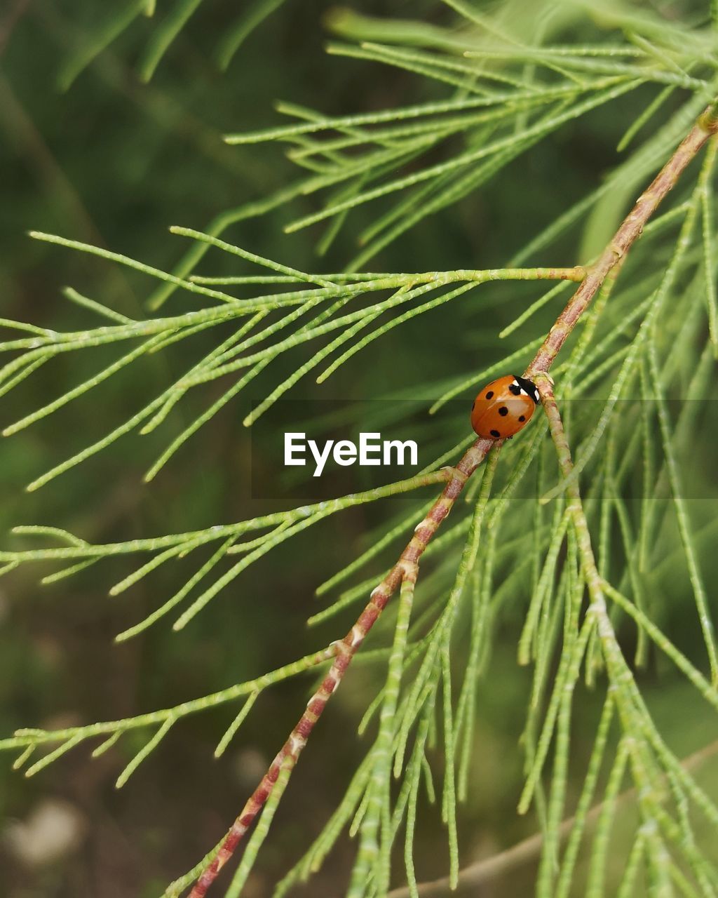 Close-up of ladybug on plant