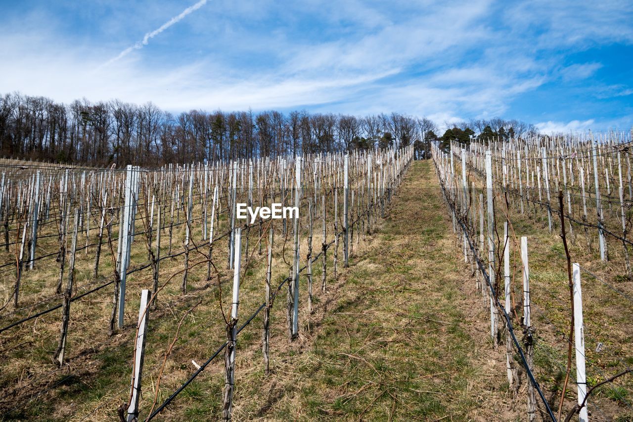 PANORAMIC VIEW OF WOODEN POSTS ON FIELD AGAINST SKY