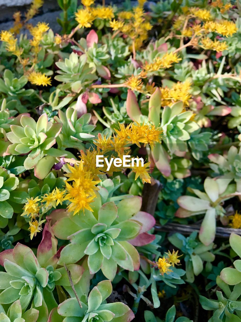 CLOSE-UP OF YELLOW FLOWERS GROWING IN PLANT