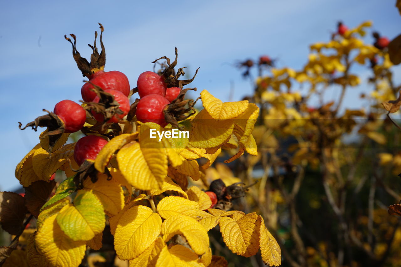 Close-up of red rose hip growing on plant against sky in autumn 