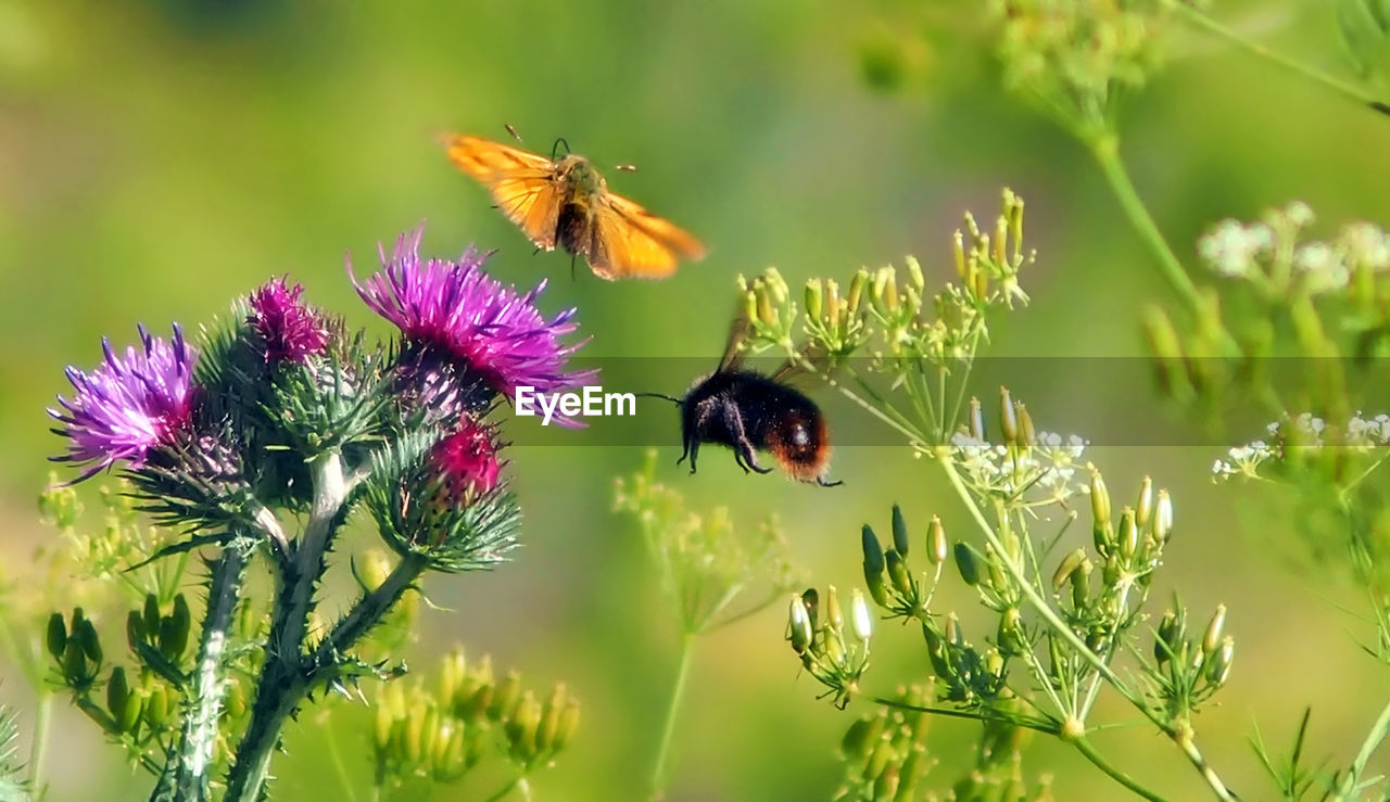 Close-up of bee pollinating on flower