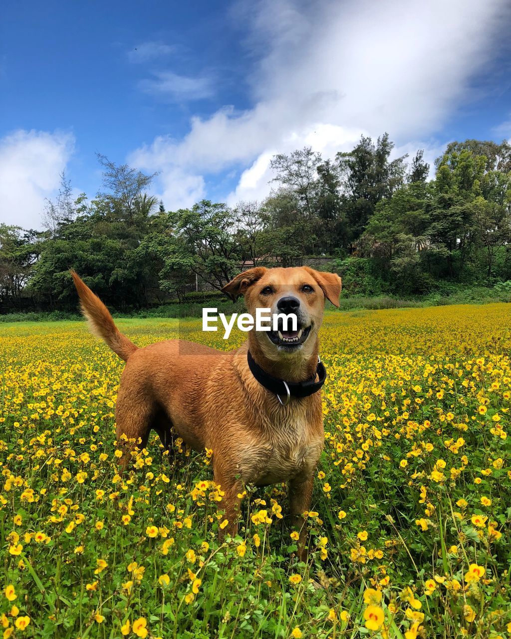 VIEW OF DOG ON FIELD AGAINST YELLOW FLOWERS