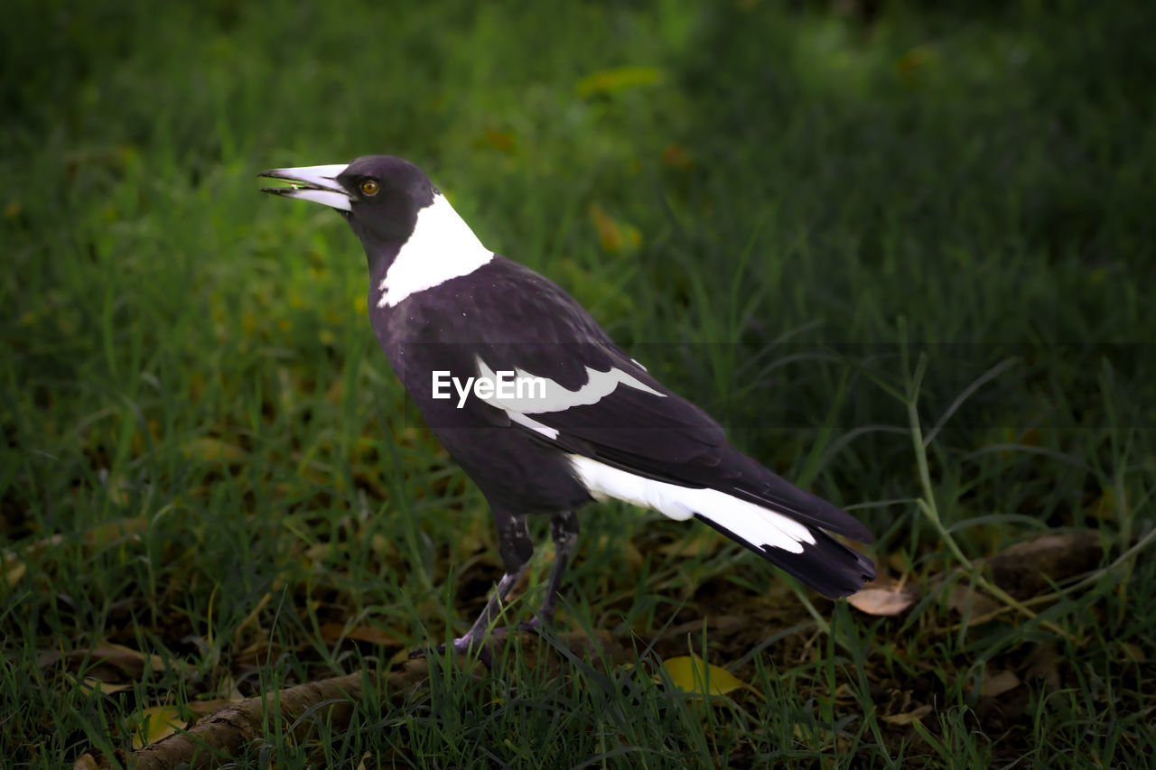 Closeup shot of a magpie bird from nsw australia