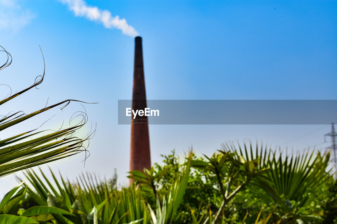 CLOSE-UP OF PLANTS AGAINST BLUE SKY