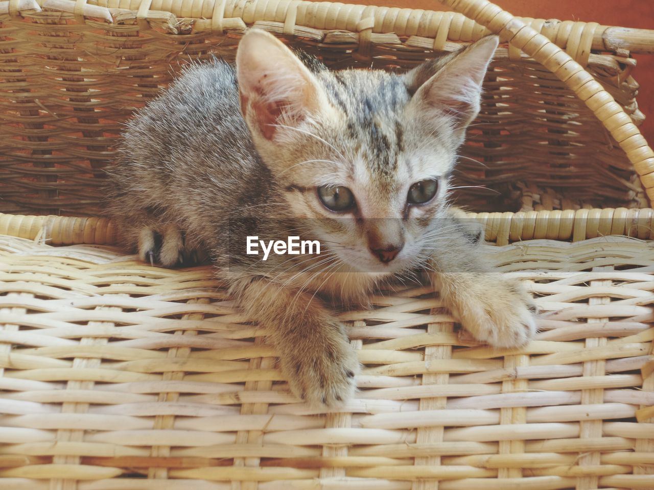 Close-up of kitten in picnic basket