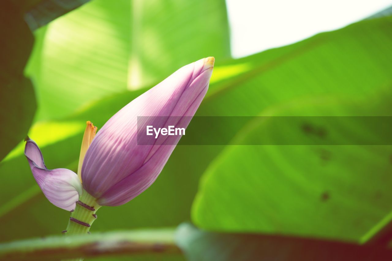 Close-up of pink water lily