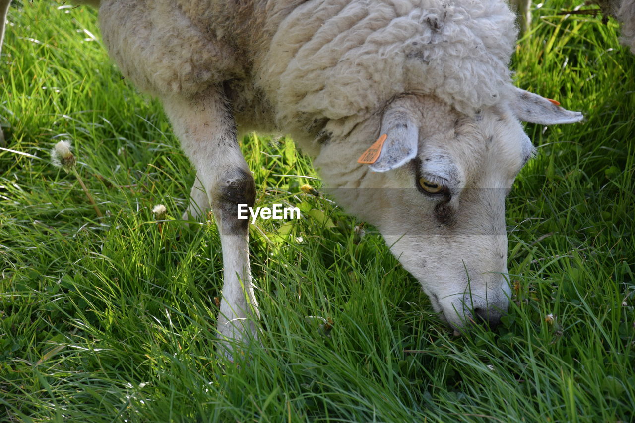 CLOSE-UP OF SHEEP GRAZING ON GRASS