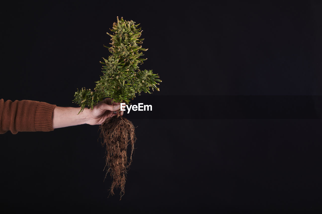 A hand holding a marijuana plant with roots on black background