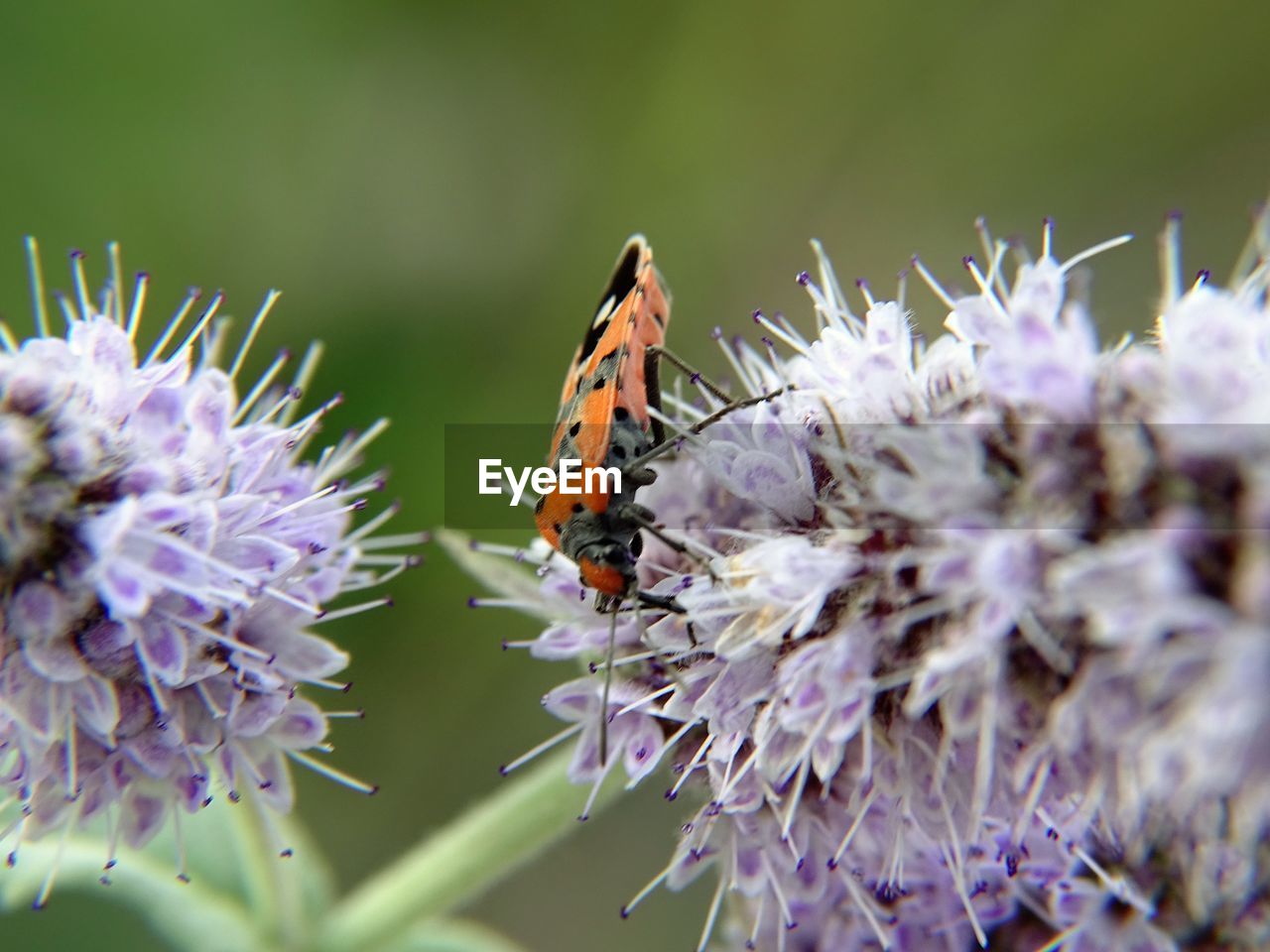 Close-up of butterfly pollinating on purple flower