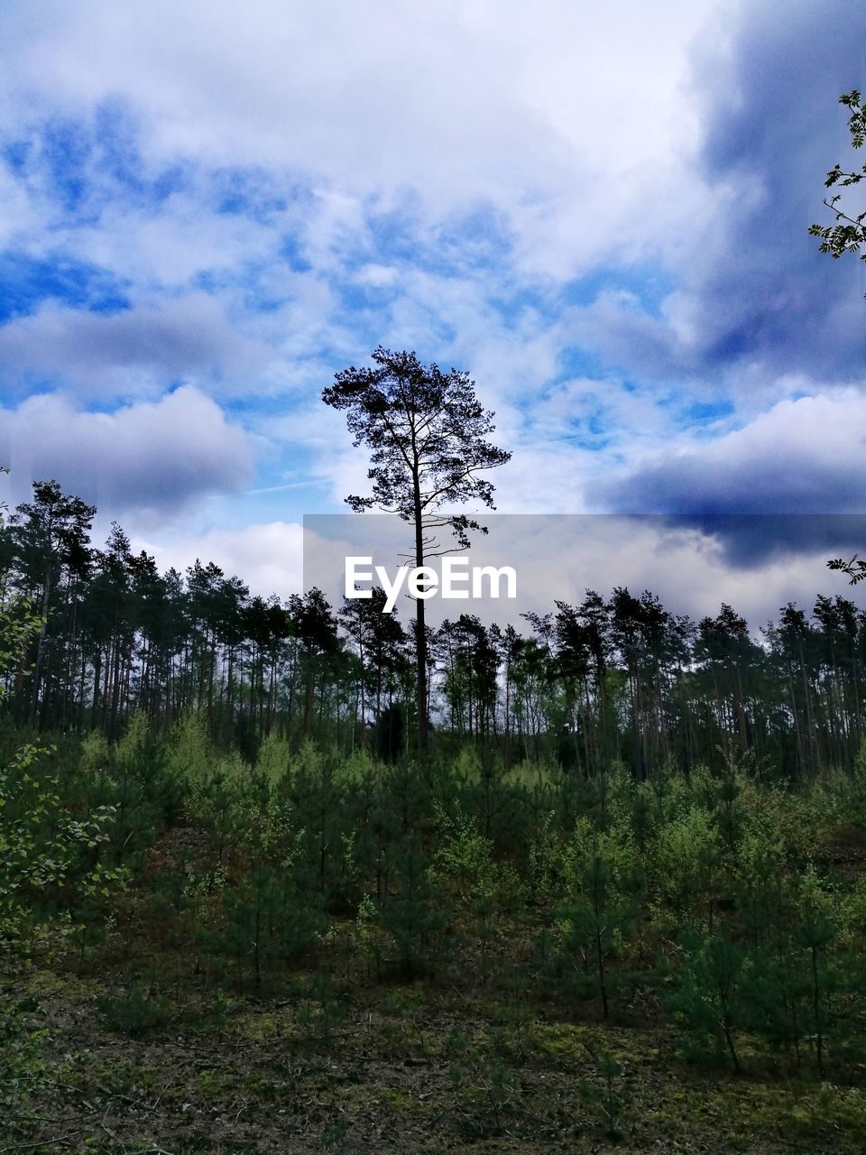 VIEW OF TREES IN FOREST