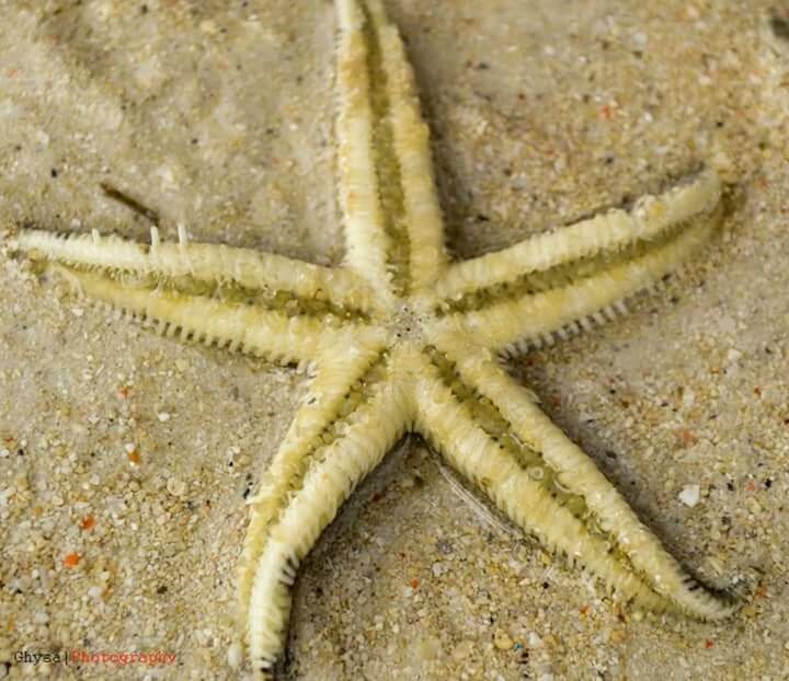 CLOSE-UP OF STARFISH ON BEACH