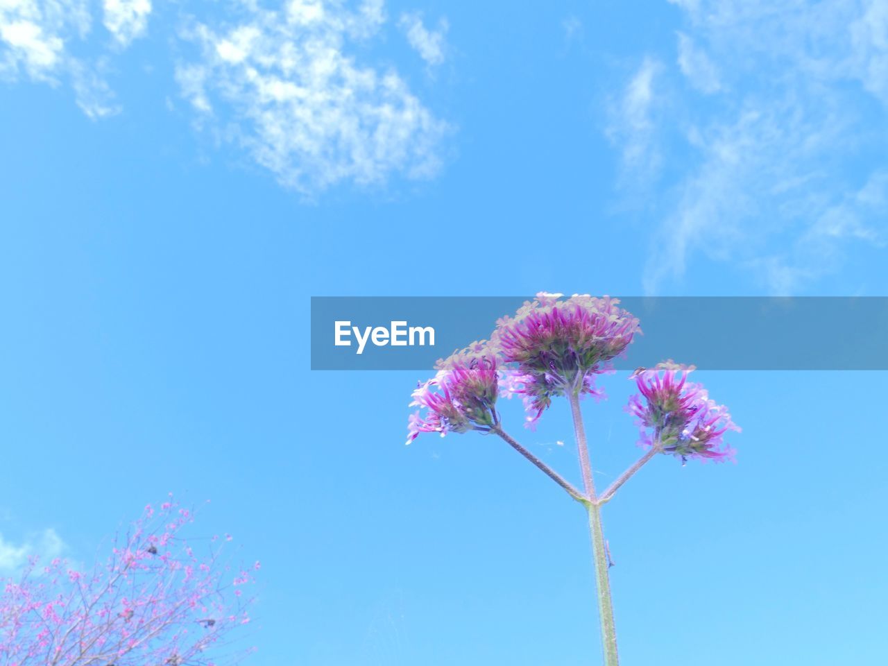 Low angle view of pink flowering plant against blue sky