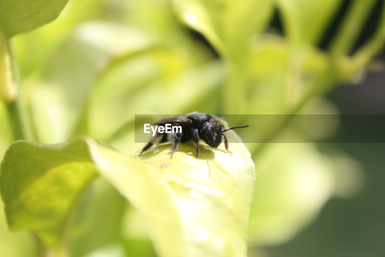 Close-up of bee on leaf